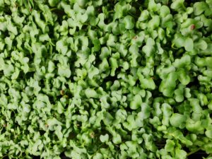 Broccoli Microgreens